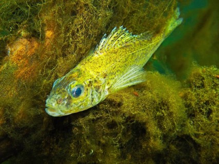 Eurasian Ruffe