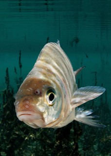 Common bream