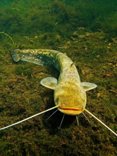 Wels catfish