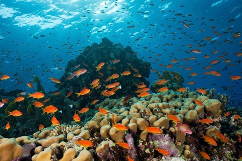 Harem flagfish on the reef