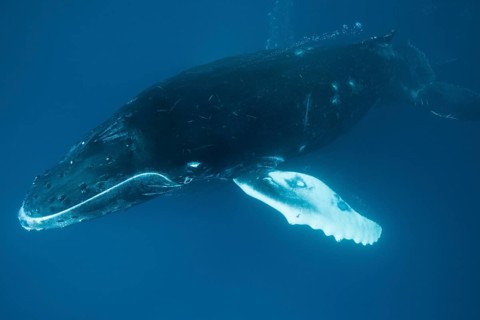 Humpback whale