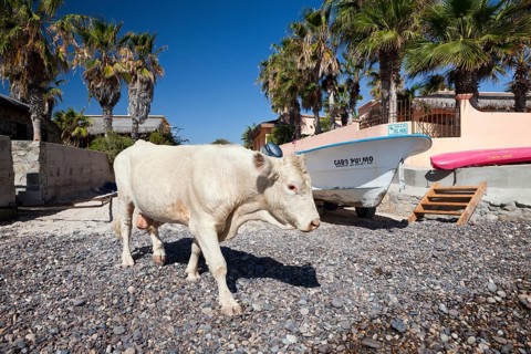 Cattle on the beach of Cabo Pulmo