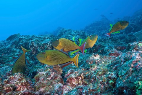 Deep-sea triggerfish