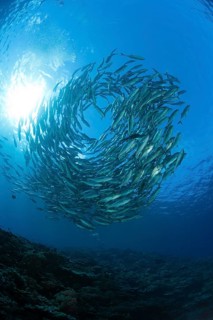 Shoal of bigeye spiny dogfish