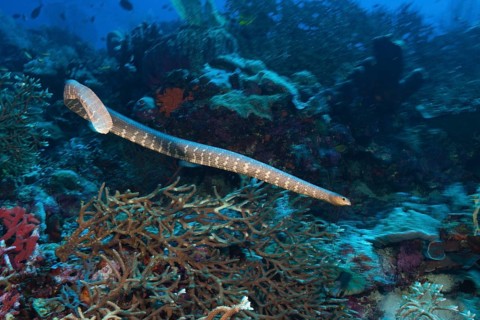 Flat-tailed sea snake