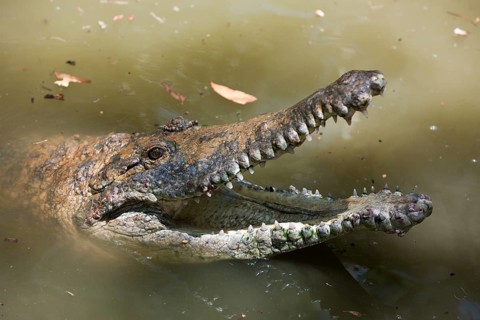 Freshwater crocodile