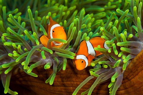 Pair of orange-ringed anemonefish