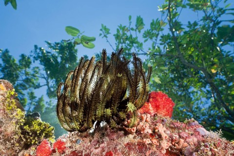 Feather star on reef top