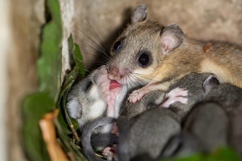 Edible dormouse