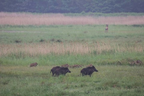 Wild boar