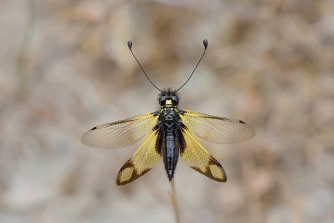 Cretan butterfly shad