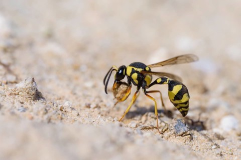 Potter wasp