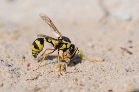 Potter wasp