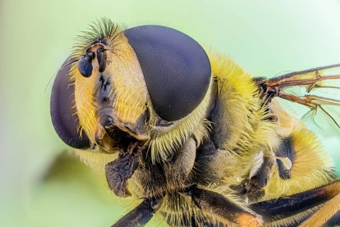 Dead head fly