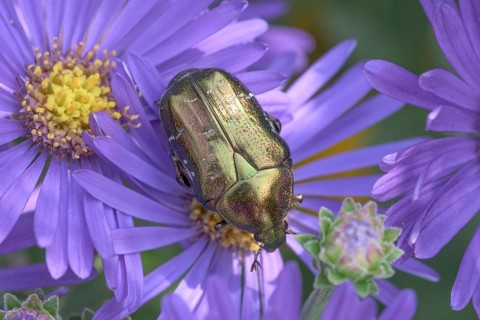 Golden Shining Rose Beetle