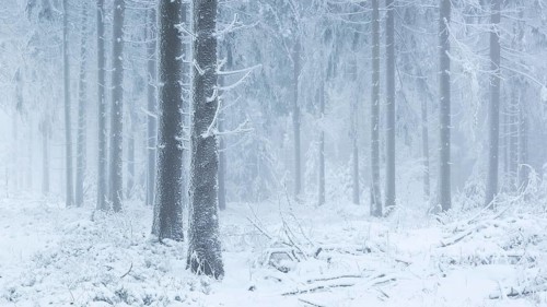 Spruce forest in winter with snow
