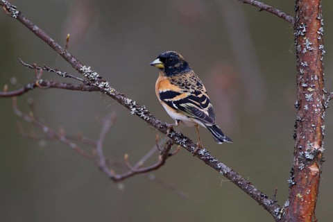 Brambling