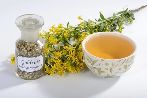 Cup goldenrod tea