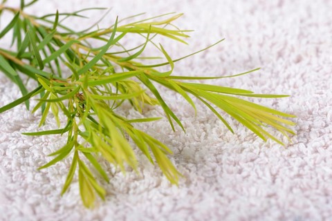 Tea tree