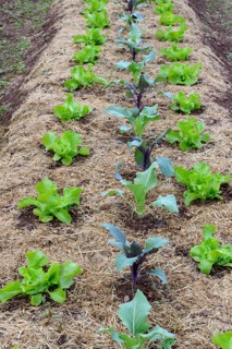 Vegetable patch with lettuce and kohlrabi