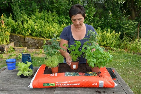 Bag of garden soil planted with tomatoes and cruciferous plants