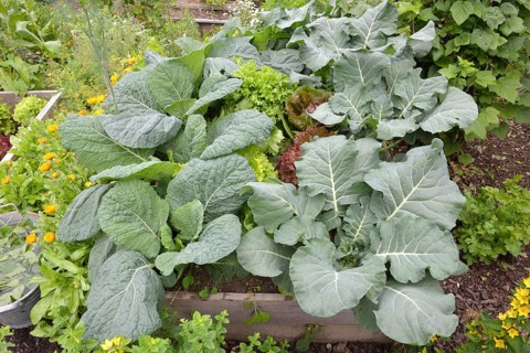 Vegetable patch with broccoli
