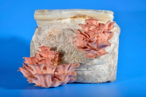Pink oyster mushroom
