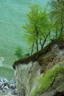 Beech forest