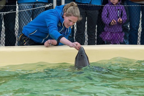 Harbour porpoise