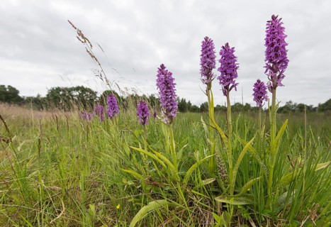 Southern marsh orchid