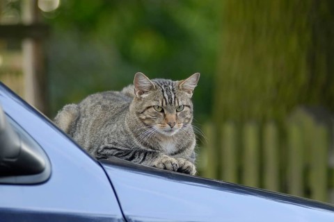 Tigered hangover on bonnet