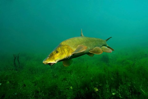 Common barbel