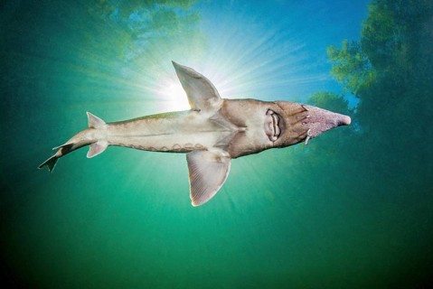 Siberian sturgeon