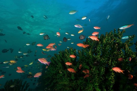 Sea goldies