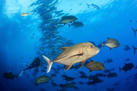 Black Trevally
