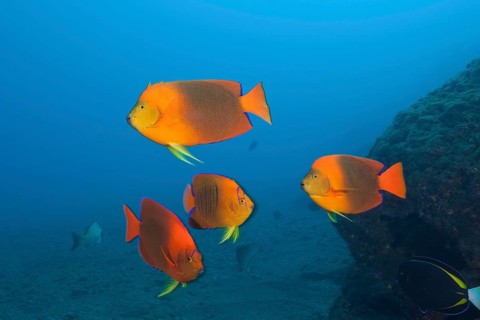 Clarion angelfishes