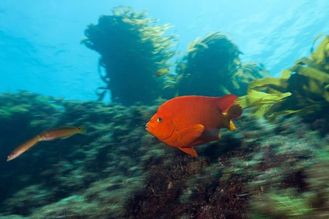 Garibaldi