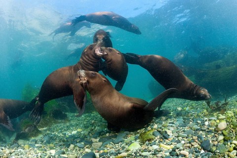 California Sea Lion