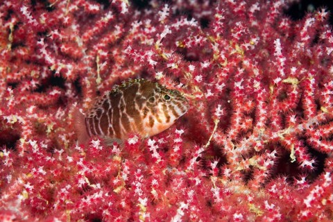 Spotted hawkfish