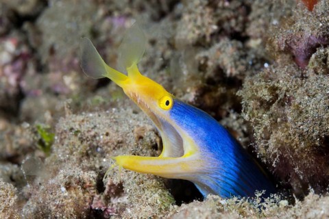 Ribbon eel
