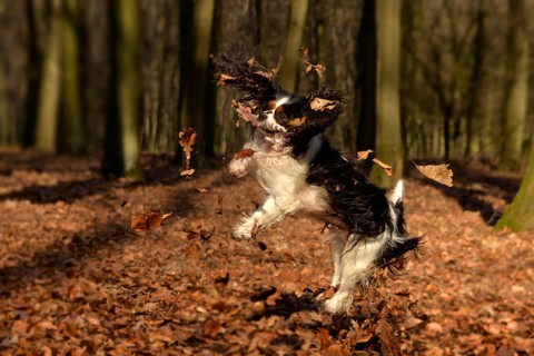 Cavalier King Charles Spaniel