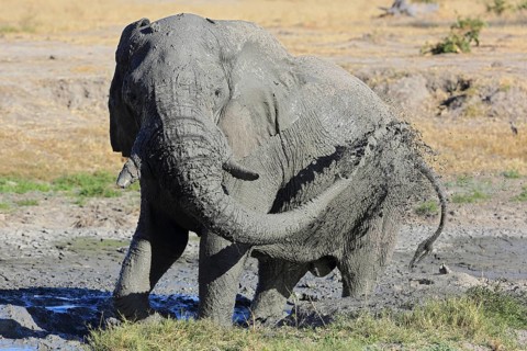 African elephant