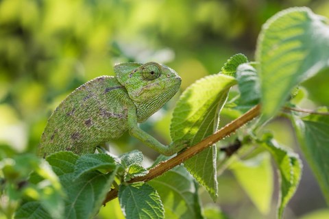 Mediterranean chameleon
