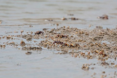 Male European fiddler crab
