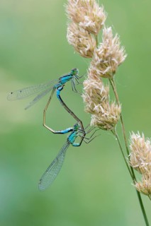 White-legged damselfly