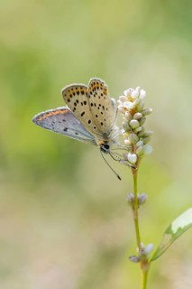 Sooty Copper