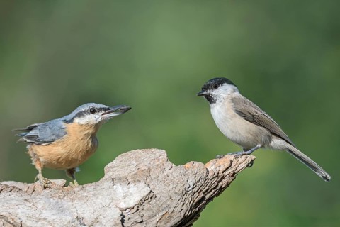 Nuthatch