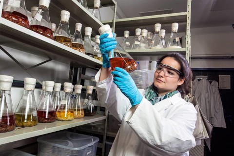 Scientist examining samples in the fungus room at the Institute of Pharmaceutical Biology and Biotechnology at Heinrich Heine University Duesseldorf