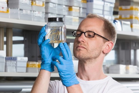 Prof. Dr. Florian Leese of the Aquatic Ecosystems Group with specimens of isopod spiders at the Faculty of Biology in the University of Duisburg-Essen
