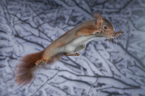 Squirrel